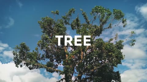 Beat 3: Tree