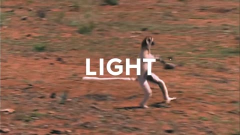 Beat 5: Lemur