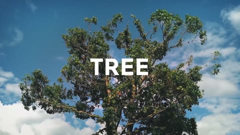 Beat 11: Tree and shoe