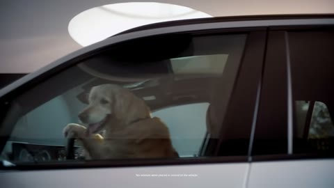 Beat 5: Dog at window