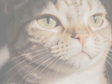 Beat 10: Architecture and cat