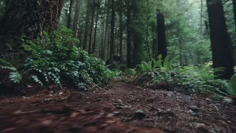 Beat 12: Forest jumps