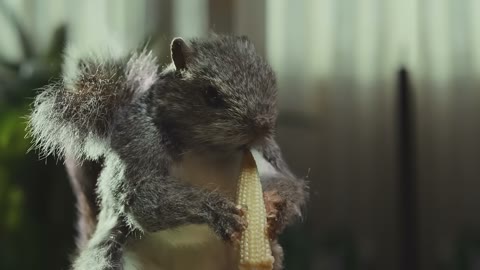 Beat 12: Squirrel eats
