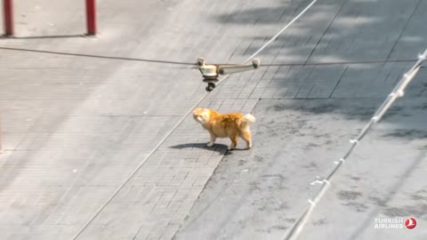 Beat 19: Tram from above