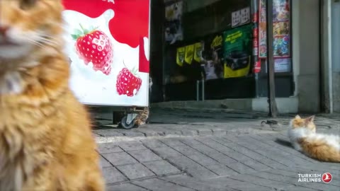 Beat 20: Street cats