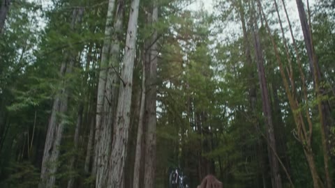 Beat 1: Canopy