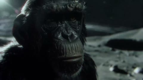 Beat 3: Chimp reveal