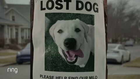 Beat 6: Lost dog poster