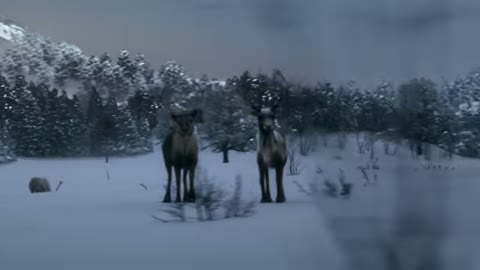 Beat 16: Boy at the window and reindeer