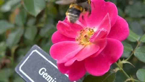 Beat 13: Bee on rose
