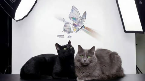 Beat 16: Butterfly