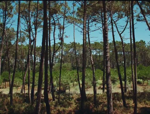 Beat 3: Truck and pines