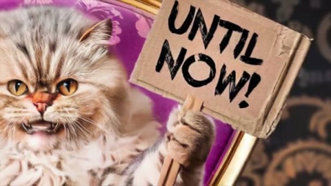Beat 4: Cat with sign