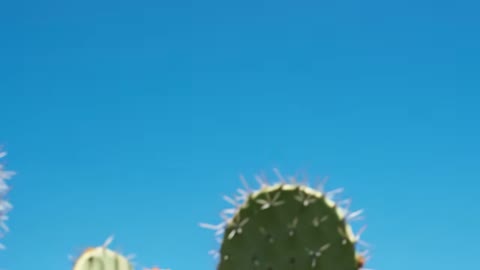 Beat 11: Pan to cactus