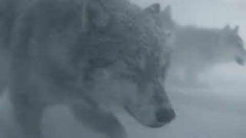 Beat 10: Wolves