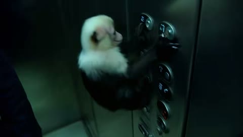 Beat 16: Monkey in lift