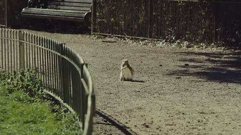 Beat 2: Squirrel far