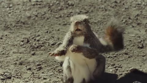 Beat 3: Squirrel close