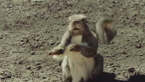 Beat 5: Squirrel dance