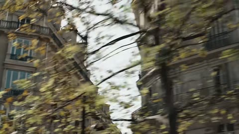 Beat 2: Paris trees
