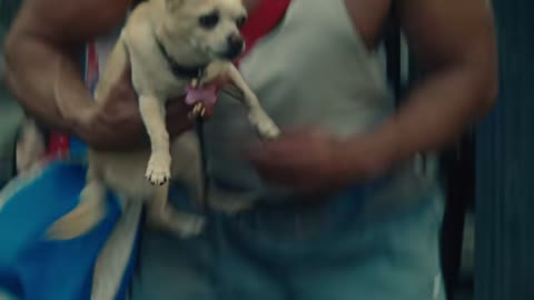 Beat 6: Dog walker